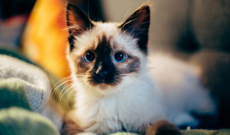 7 Things In Your Home That Could Kill Your Cat Right Now 7 Things In Your Home That Could Kill Your Cat Right Now
