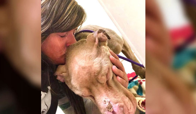 Woman Holds Dying Shelter Dog In Her Arms All Night So He Won’t Pass Away Alone Woman Holds Dying Shelter Dog In Her Arms All Night So He Won’t Pass Away Alone