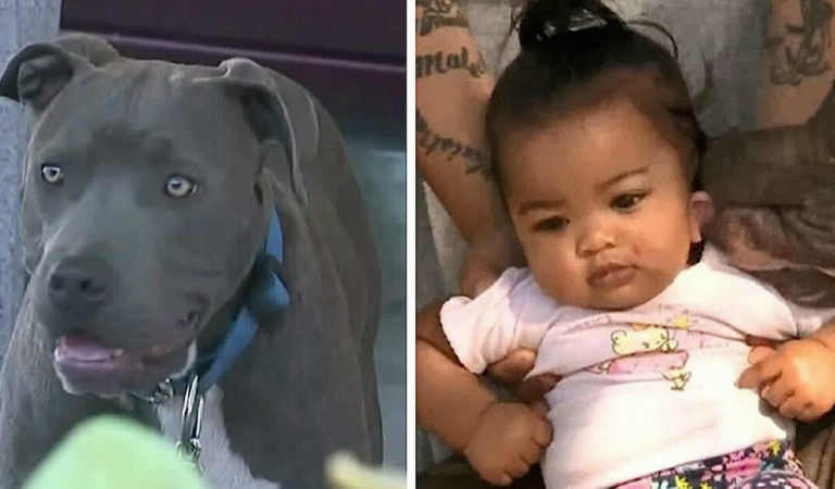 Mom finds family pit bull dragging 7-month-old baby by her diaper after house goes up in flames Mom finds family pit bull dragging 7-month-old baby by her diaper after house goes up in flames