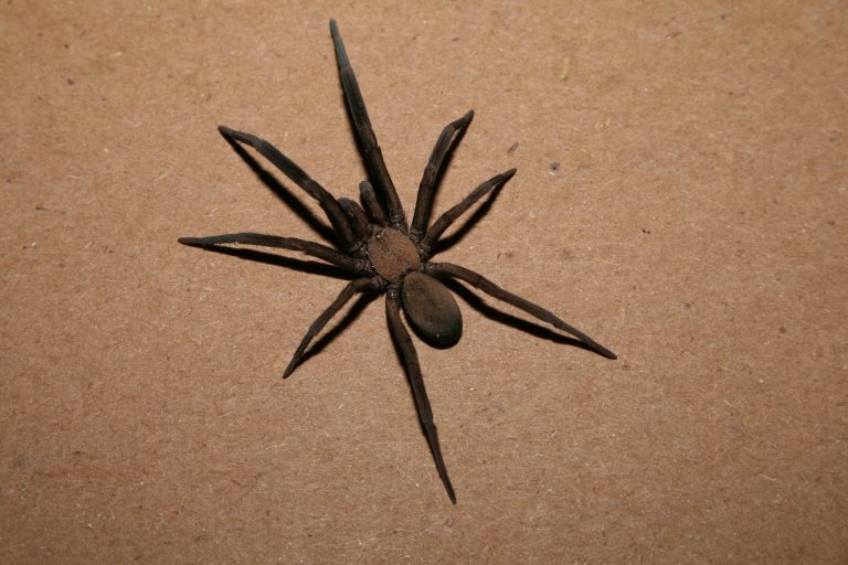 Spider_becoming_fearless