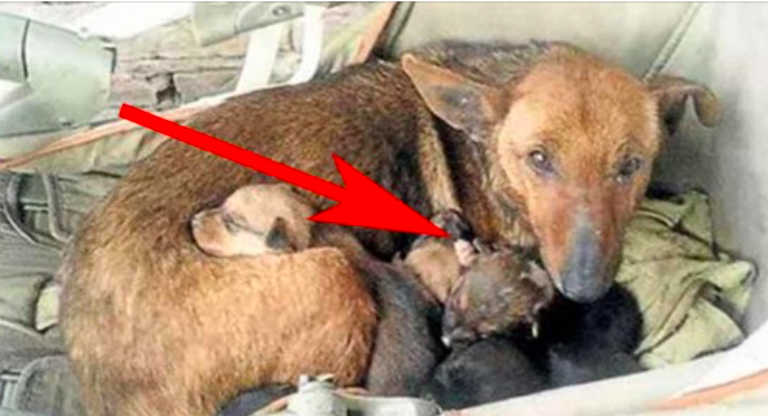 Woman finds street dog with 6 puppies–looks closer and sees tiny hand sticking up among them Woman finds street dog with 6 puppies–looks closer and sees tiny hand sticking up among them